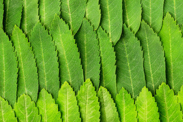 Leaves as background