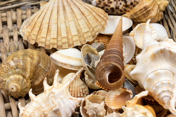 Seashells lying  in retro wicker baket