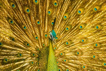 Wall murals Peacock Golden peacock