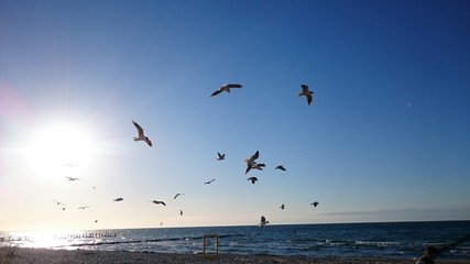 Fliegende Möwen an der Ostsee beim Sonnenuntergang am Abend