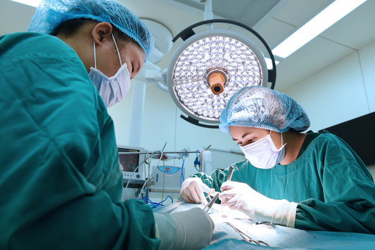 two veterinarian surgeons in operating room