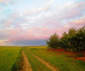 Obraz premium Wiesenweg II