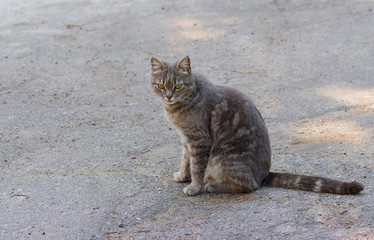 Outdoor portrait of guarded city cat