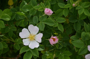 Hagebuttenbl&uuml;te