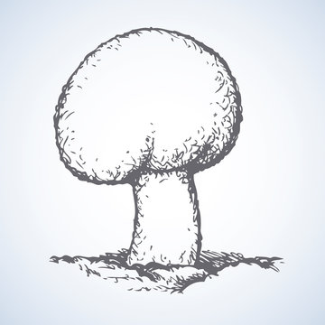 Agaricus. Vector drawing