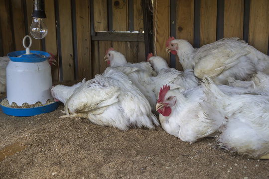 Broiler chickens in homemade chicken house 3