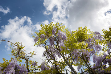 Wisteria trees with pretty purple flowers