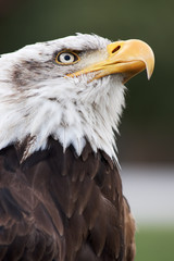 bald eagle head close up portrait