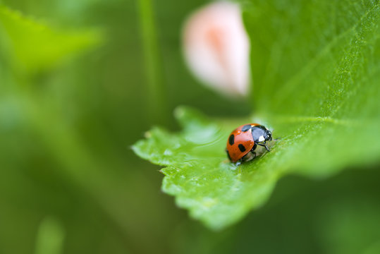 ナナホシテントウ虫
