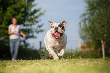Playing with your english bulldog