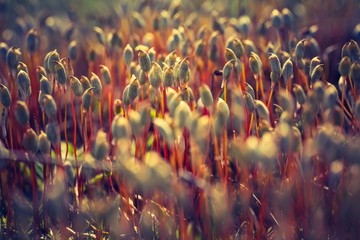 Vintage photo of blooming forest moss