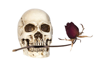 Human skull with dry rose in mouth