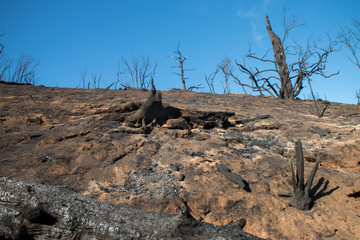 Burnt Forest on Mountainside after devastating Fire