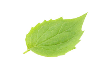 Fototapeta premium Green leaf isolated on a white