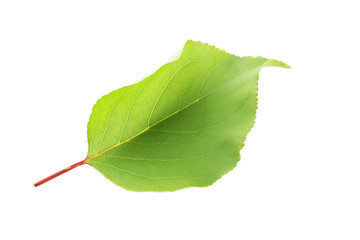 Fototapeta premium Green leaf isolated on a white