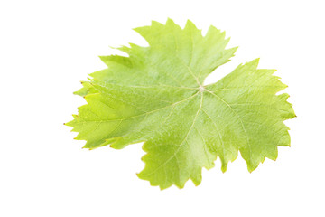 Green leaf isolated on a white