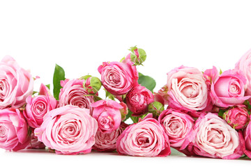 beautiful pink roses on white background