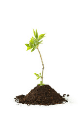 Young green plant in soil isolated on white
