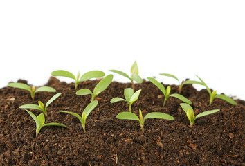Young green plants in soil on white background
