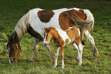 Naklejka na ściany i meble foal and mare horses white and brown in the field