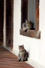 gray cats in  house with wooden windows