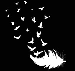 doves flying from white feather isolated on black