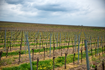 Fototapeta na wymiar Row of trellised vines in an agricultural vineyard