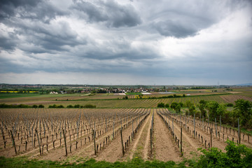 Fototapeta na wymiar Spring vineyards in Laumersheim, Germany