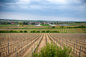 Fototapeta na wymiar Rows of Young Grape Vines Growing in Winery Fields