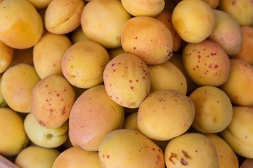 Freshly picked apricots