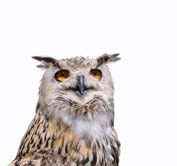 Eagle owl.