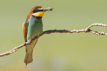 European bee-eater. Merops apiaster, Spain