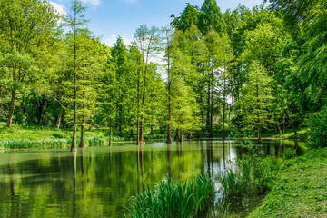 A natural landscape with trees standing in water 