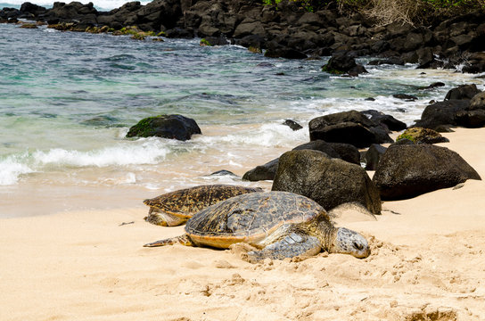 Green turtles on the beach