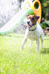 Wakacje z psem. Pies rasy Jack Russell terrier na zielonej trawie w słoneczny dzień