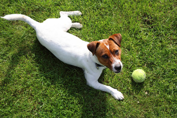 Zabawa z psem. Pies rasy Jack Russell terrier na zielonej trawie w słoneczny dzień