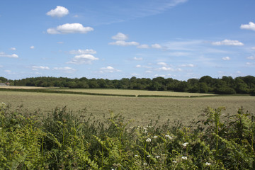 Fototapeta na wymiar English Countryside, Holmer Green, Buckinghamshire
