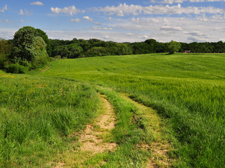 Fototapeta na wymiar Countryside road through the fields