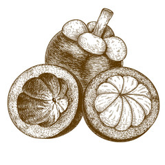 engraving  antique illustration of mangosteen