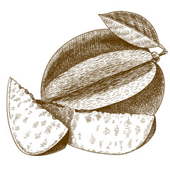 engraving  antique illustration of mango