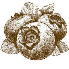engraving illustration of blueberry with leafs