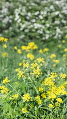 Obraz premium Wild flowers