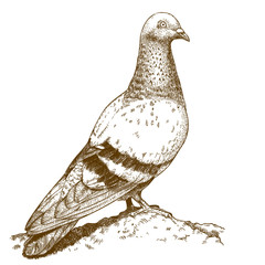 engraving  antique illustration of dove