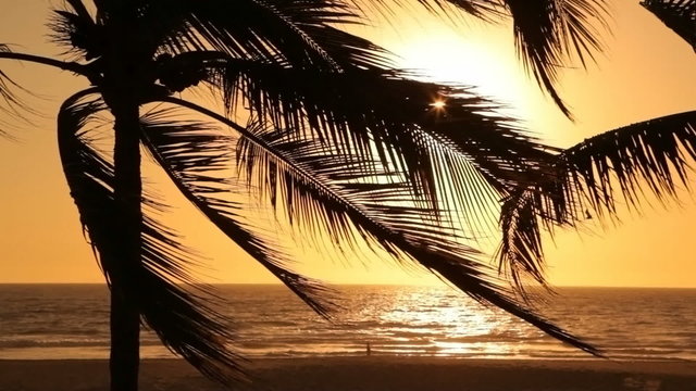 Tropical palm trees sway in wind at sunset