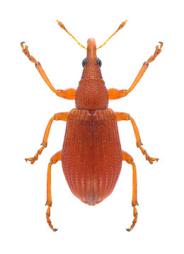 Beetle Apion frumentarium