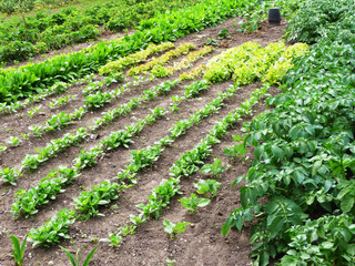 Garten mit Gemüsepflanzen, Bauerngarten und eigener Anbau, Selbstversorger werden und autark leben
