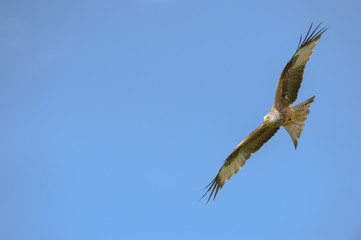 Red Kite