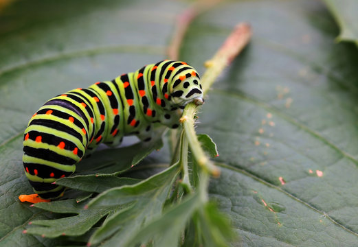 Schmetterlingraupe