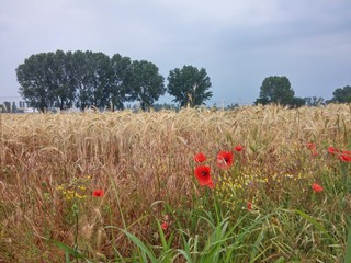 Papaveri, spighe, fiori gialli nella campagna milanese