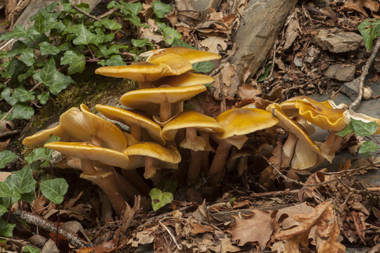 Armillaria mellea growing on a dead log